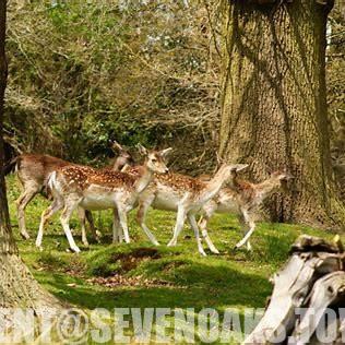 classic things to do in Sevenoaks and nearby